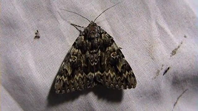 Light Crimson Underwing moth смотреть онлайн