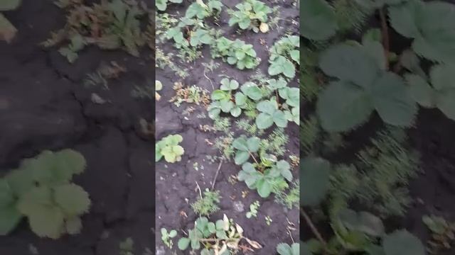 САЖАЕМ КЛУБНИКУ (ПОКУПКИ И ПОСАДКИ) смотреть онлайн
