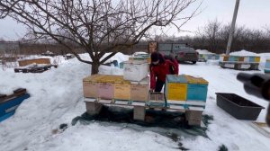 100% зимовка 12.03.25 , чищу донья, убираю подкрышники