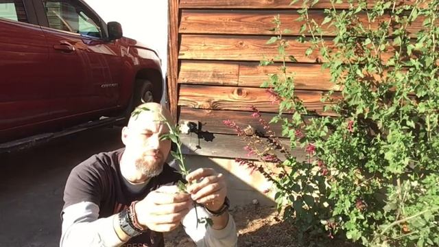 Lamb's Quarters-- Wild Edibles in Your Flower Beds смотреть онлайн