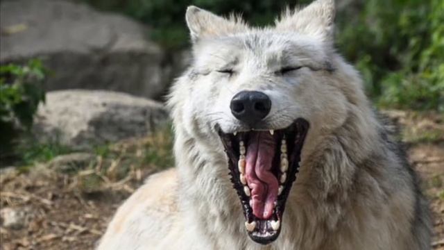 Predator Pee -Creates Illusion that Wolf is Nearby. How wolf communicate using pee? |#Animalvideos смотреть онлайн