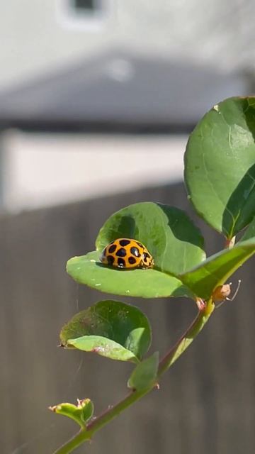 Large spotted ladybird beetle Harmonia conformis on a rose bush смотреть онлайн