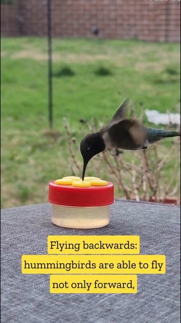 Hummingbirds | Fast metabolism смотреть онлайн