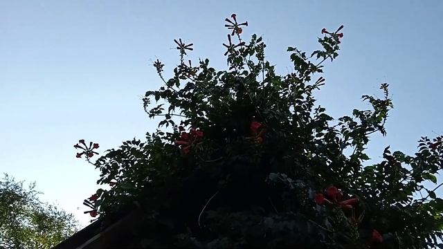 как вам домик и красивые цветы 👍👍👍👍👍👍👍👍👍👍 смотреть онлайн