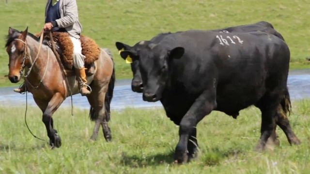 LOTE 42 - Leilão Angus Chalet e GB Agropecuária смотреть онлайн