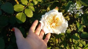 Цветение розы Caramella Kordec 2001 ! Любимая роза Карамелла!