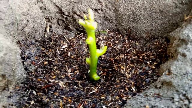 How To Propagate Mango Tree From Cuttings | Grow Mango Tree Cutting смотреть онлайн