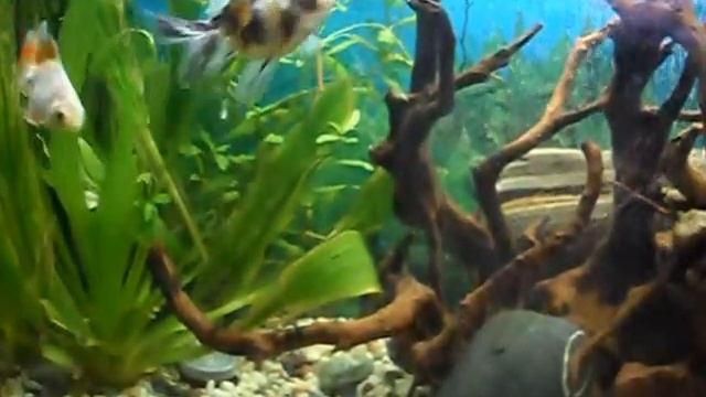 SDC11795 смотреть онлайн