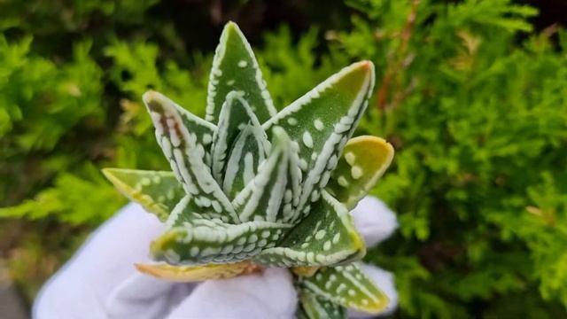 Haworthia Pumila ‘Tenshi No Namida’ смотреть онлайн