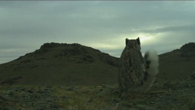 Wild Snow Leopard Encounter смотреть онлайн