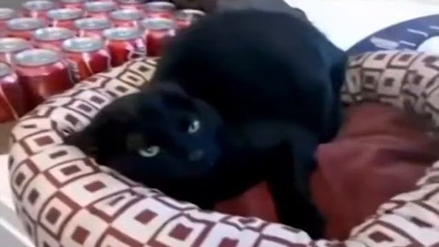 ТОПовая подборка лучших приколов с кошками №5 смотреть онлайн