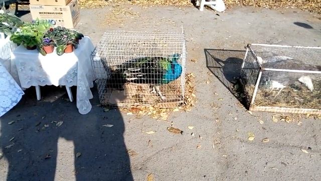 Голуби смотреть онлайн
