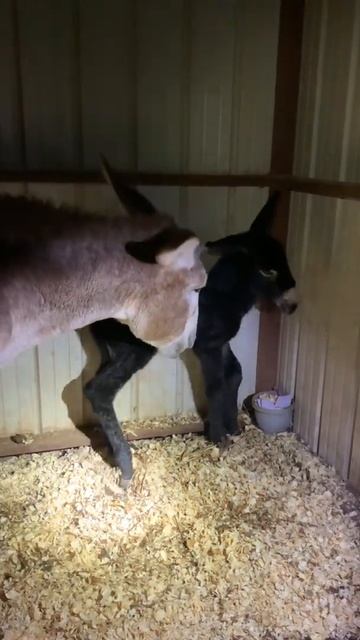 Rose’s baby, an American Mammoth Jack born at the Oklahoma Donkey Dairy! #shorts #shortsvideo смотреть онлайн