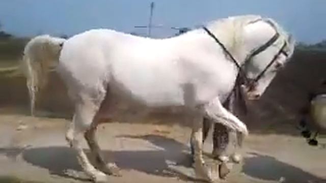 Танцующая лошадь и чобаны смотреть онлайн