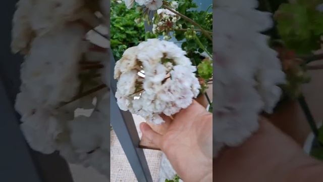 Как пеларгонии чувствуют себя после дождя смотреть онлайн