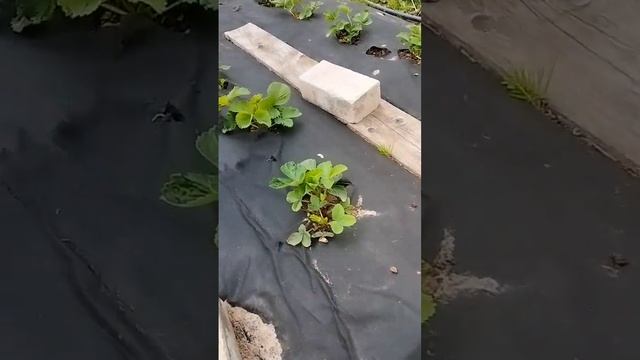 Вторая подкормка чеснока и клубнички. смотреть онлайн