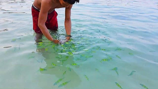 Thailand: Ko Phi Phi Island - Relax Beach Resort - Maya Bay - Monkeys - Fishes - Sharks - Best plac смотреть онлайн