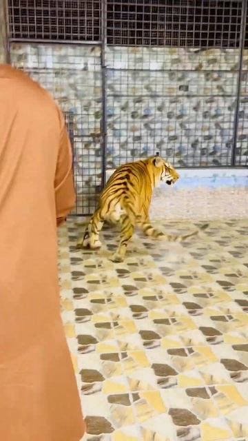 Tiger attack on girl (mian saqib) смотреть онлайн