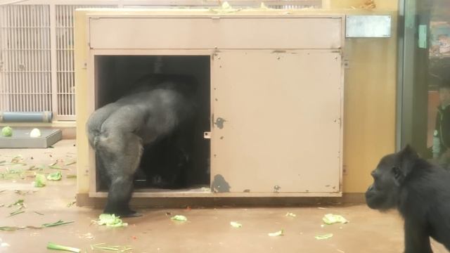 Father gorilla outraged at the sight of his son eating with his mother. / Shabani Group смотреть онлайн