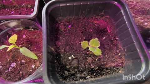 Рассада томатов и перцев 11.03 смотреть онлайн