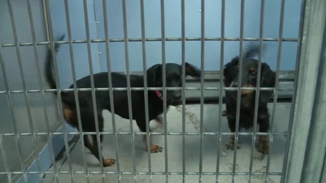 The Animal Foundation Partners with Finding Rover to reunite lost pets смотреть онлайн