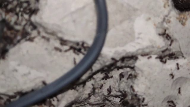 Monomorium subopacum Nesteinsicht im neuen Heim :) смотреть онлайн