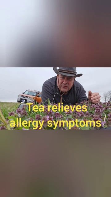 Purple Dead Nettle Is Great for An Alergy Relief Tea смотреть онлайн