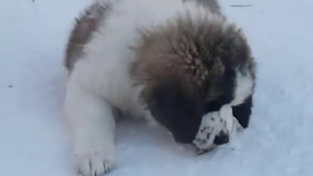 Красуня и Лора смотреть онлайн