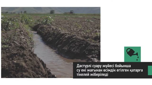 Бақша дақылдарының өсімдіктерін күту