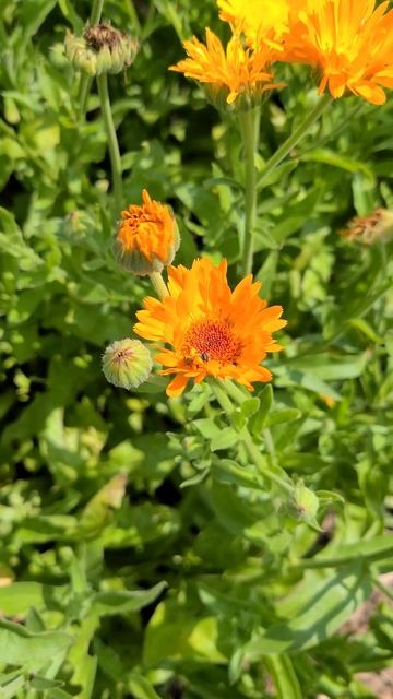 Calendula flowers in bloom and the bees love it! смотреть онлайн