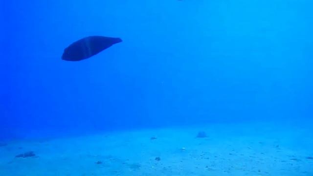 clown coris 🐟 clown wrasse 🐟 false clownwrasse 🐟 humphead wrasse 🐟 hump-headed wrasse смотреть онлайн