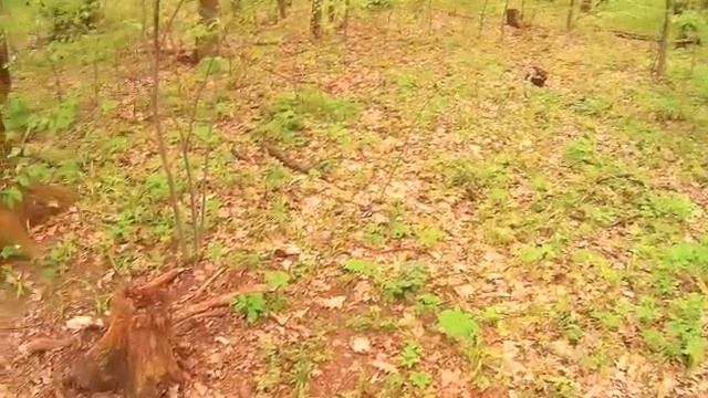 Цветы и быстротечные краски весны смотреть онлайн