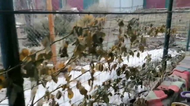 Начинаю наводить порядок на участке. Уборка сушняка. смотреть онлайн