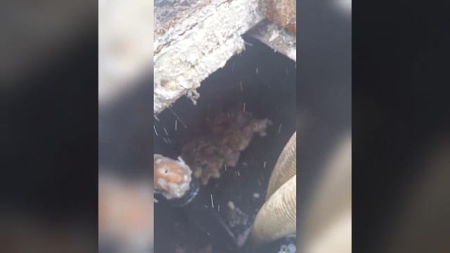 копро-выходные #секта_полипропиленщиков  #сиктыр_продакшн