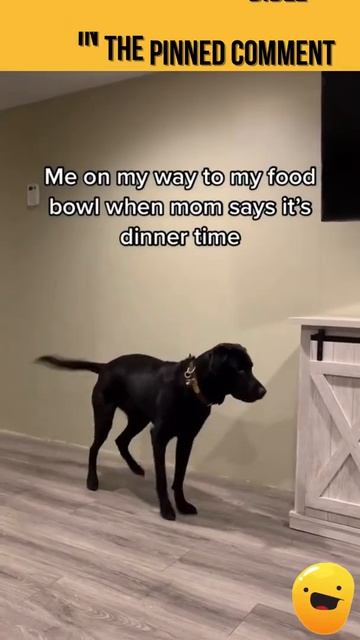 Try NOT To Laugh Challenge 😎 Cute Dancing Dog Smart Dogs Are Cute And Funny 😎 #Shorts