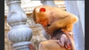 Взрослый макак возится с младенцем. Умиляет? Но почему...  1000038116.mp4