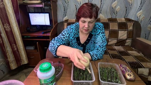 Первая стрижка и уход за рассадой лука!! смотреть онлайн