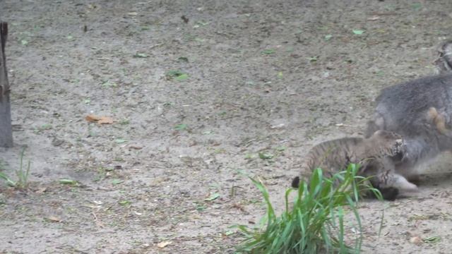 Сегодня мама Лоло разрешила котятам погулять. 29.05.2024 смотреть онлайн