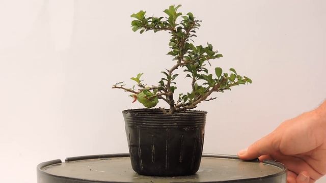 Vídeo 360º Bonsái Chaenomeles Japónica. Membrillero Japonés. CHS17