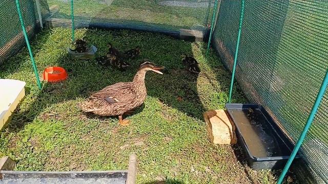 Утка кряква и ее приемные утятки)) смотреть онлайн