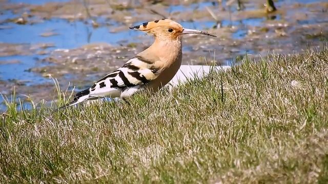 İbibik » Eurasian Hoopoe » Upupa epops смотреть онлайн
