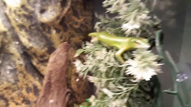 2 New Arrival Emerald Tree Skinks смотреть онлайн