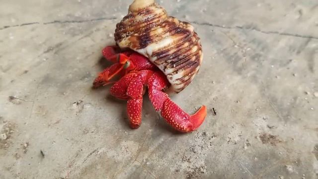 Kelomang Strawberry (Coenobita Perlatus) смотреть онлайн