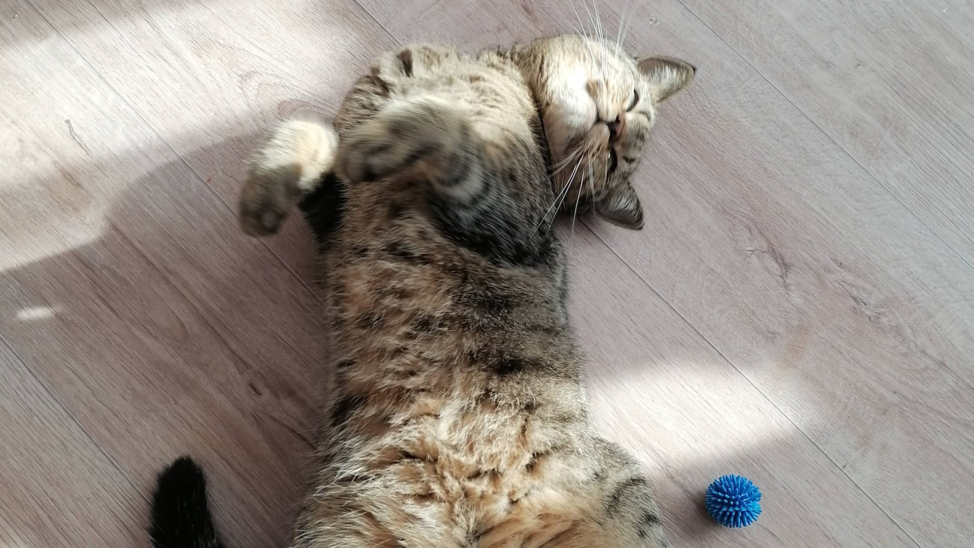 Чиловая кошка 🤟 смотреть онлайн