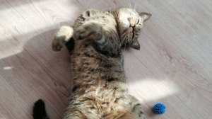 Чиловая кошка 🤟