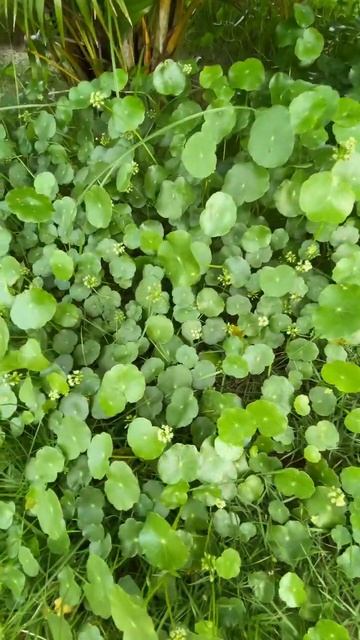 Rau má kiểng #thếgiớihoa #shorts смотреть онлайн
