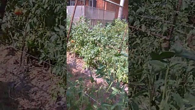 Как подвязывать высокорослые томаты смотреть онлайн