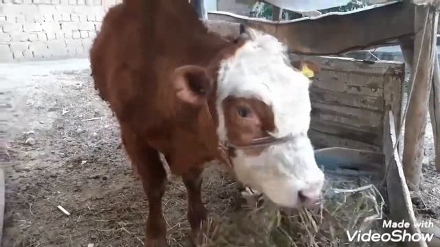 Бука парвари дар Точикистон