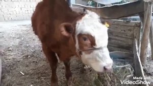 Бука парвари дар Точикистон