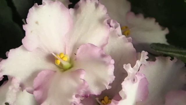 Saintpaulia смотреть онлайн